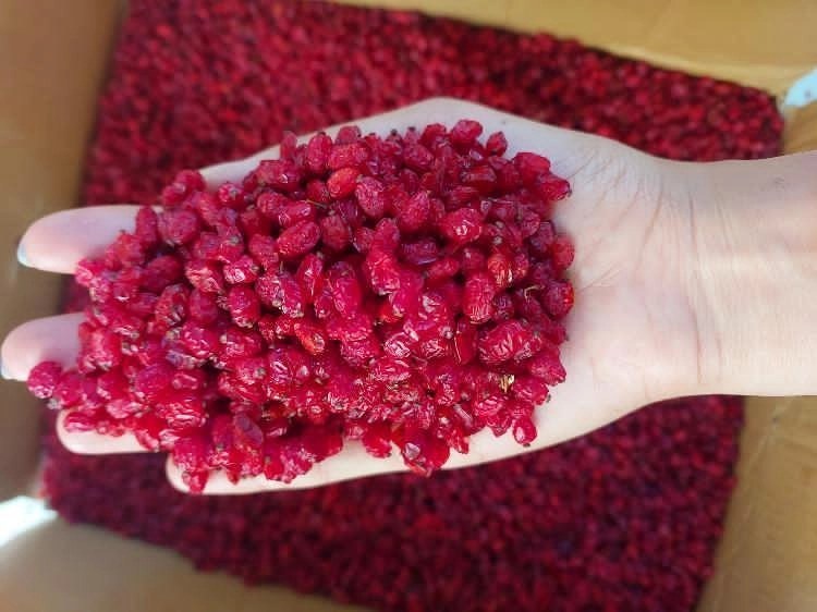 تصویر 1 از خرید زرشک دانه دارکوهی + قیمت فروش استثنایی