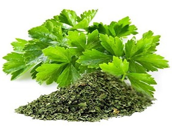 تصویر 1 از فروش سبزی گشنیز خشک + قیمت خرید به صرفه