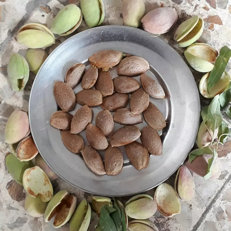 تصویر 2 از قیمت بادام درختی سبز + خرید باور نکردنی