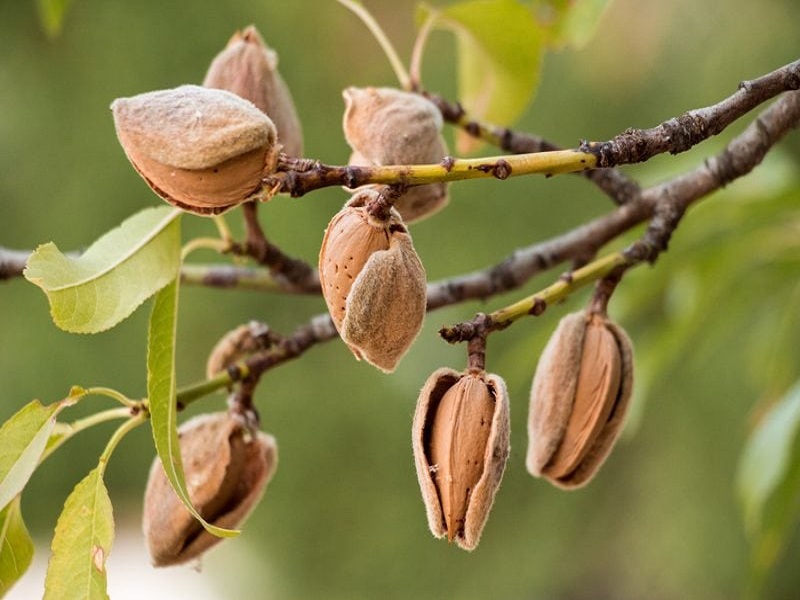 تصویر 1 از خرید بادام درختی اعلا با کیفیت برتر و قیمت مناسب