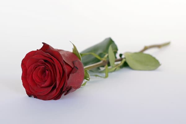 تصویر 5 از قیمت گل شاخه بریده رز + خرید باور نکردنی