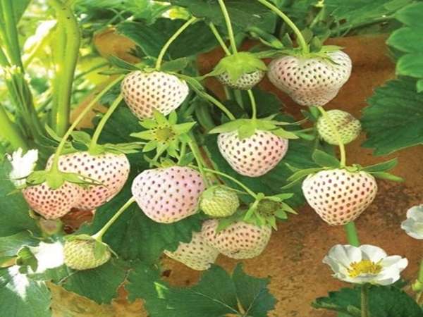 تصویر 4 از خرید توت فرنگی سبز + قیمت فروش استثنایی