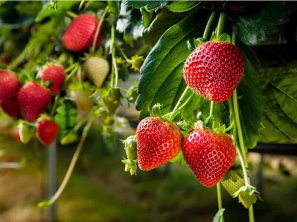 تصویر 1 از فروش توت فرنگی درختی + قیمت خرید به صرفه