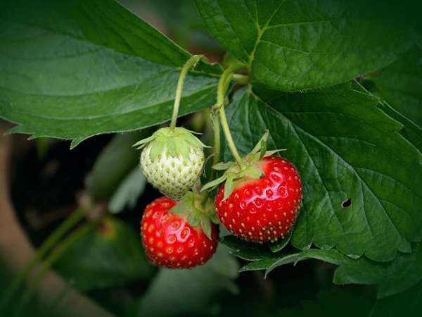تصویر 2 از فروش توت فرنگی درختی + قیمت خرید به صرفه