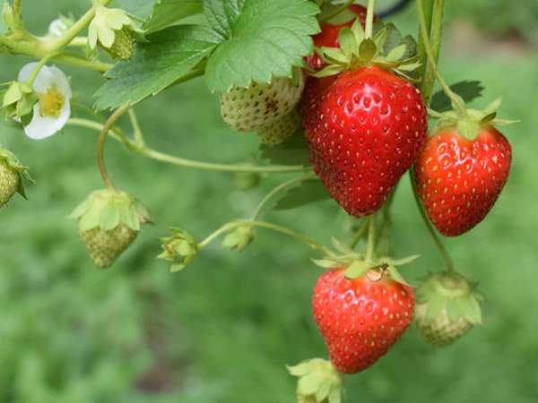 تصویر 3 از فروش توت فرنگی درختی + قیمت خرید به صرفه