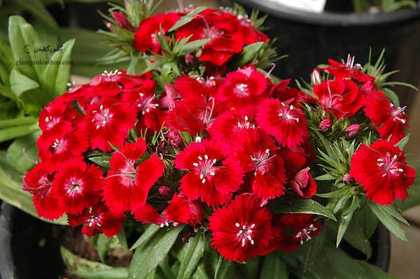 تصویر 2 از قیمت خرید گل شاخه بریده عمده + فروش ویژه