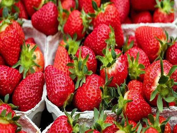 تصویر 1 از قیمت توت فرنگی ریز با فروش عمده