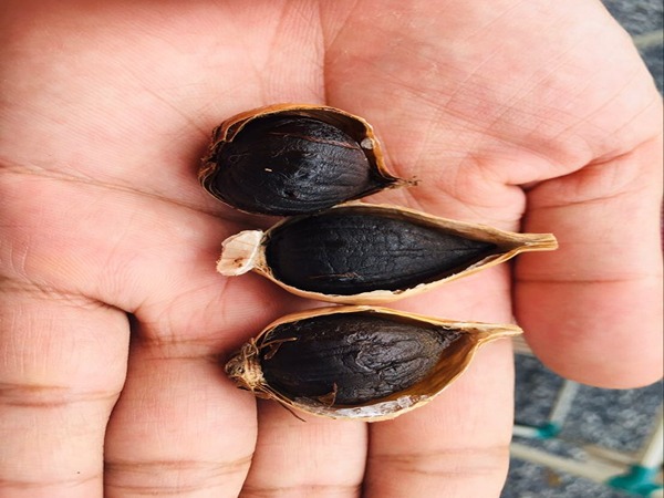 تصویر 1 از خرید و قیمت سیر سیاه قوطی + فروش عمده