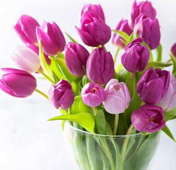 تصویر 5 از خرید گل لاله شاخه بریده + قیمت فروش استثنایی