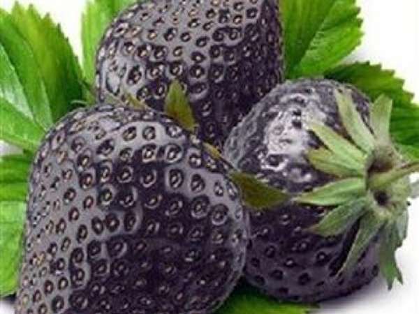 خرید توت فرنگی سیاه + قیمت فروش استثنایی