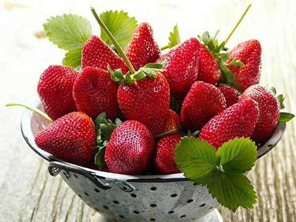 تصویر 4 از قیمت خرید توت فرنگی شمال + فروش ویژه