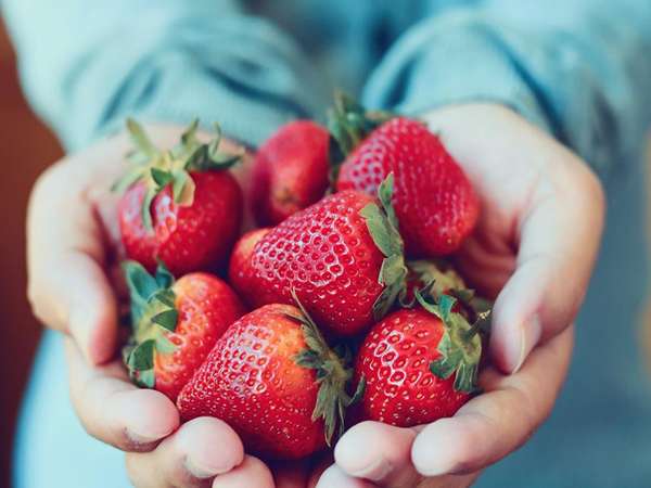 تصویر 5 از قیمت خرید توت فرنگی شمال + فروش ویژه
