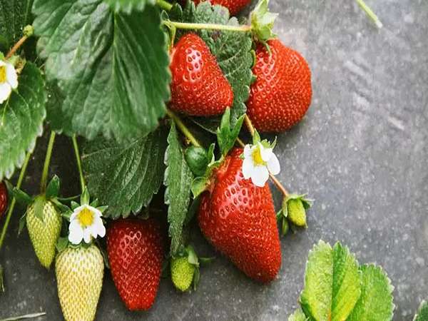 تصویر 3 از فروش توت فرنگی خوشمزه + قیمت خرید به صرفه