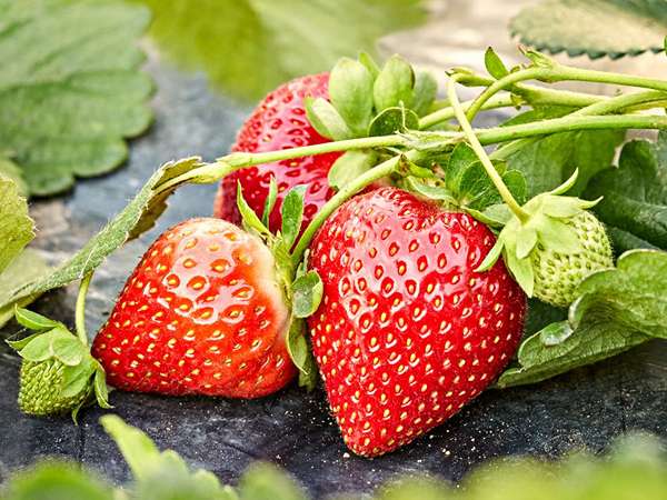 تصویر 5 از فروش توت فرنگی خوشمزه + قیمت خرید به صرفه
