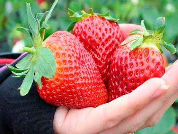 تصویر 2 از قیمت خرید توت فرنگی خارجی با فروش عمده