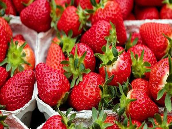 تصویر 3 از قیمت خرید توت فرنگی خارجی با فروش عمده