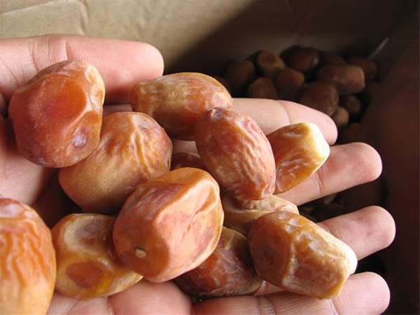 تصویر 4 از قیمت خرید خرما زاهدی عمده با فروش عمده