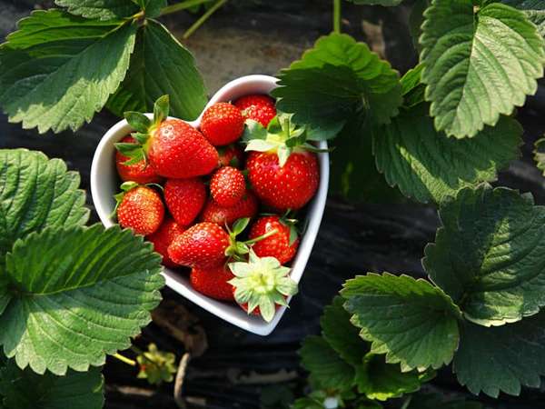 تصویر 2 از قیمت خرید توت فرنگی رسیده + فروش ویژه