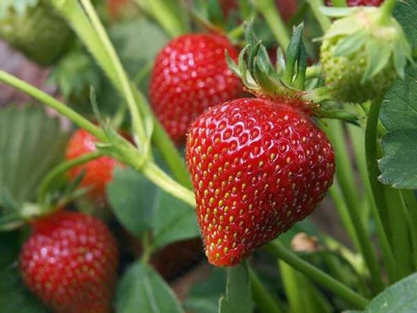تصویر 5 از قیمت خرید توت فرنگی رسیده + فروش ویژه