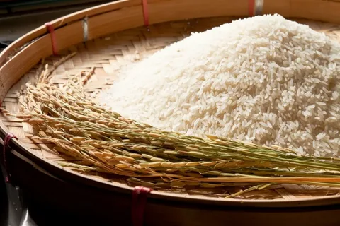 تصویر 5 از قیمت خرید برنج عنبربو عطری + فروش عمده
