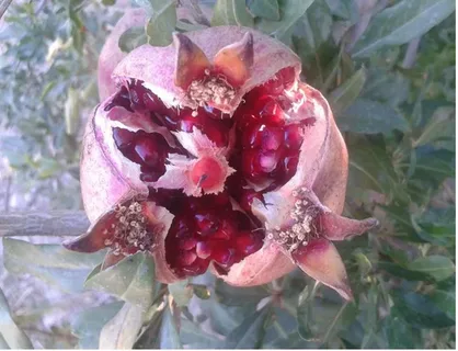 تصویر 5 از قیمت خرید انار شهرضا ۱۴۰۳ + فروش ویژه