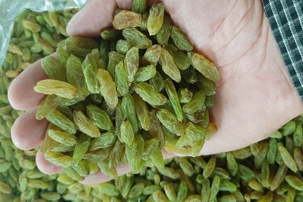 تصویر 2 از قیمت خرید کشمش سبز قلمی ممتاز با فروش عمده