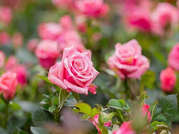 تصویر 2 از قیمت گل رز ساناز با کیفیت عالی + خرید عمده