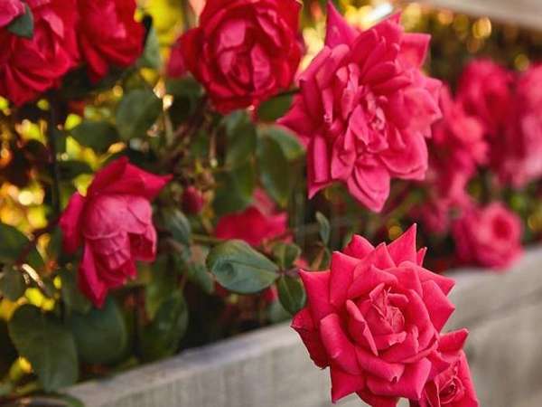 تصویر 3 از قیمت گل رز ساناز با کیفیت عالی + خرید عمده