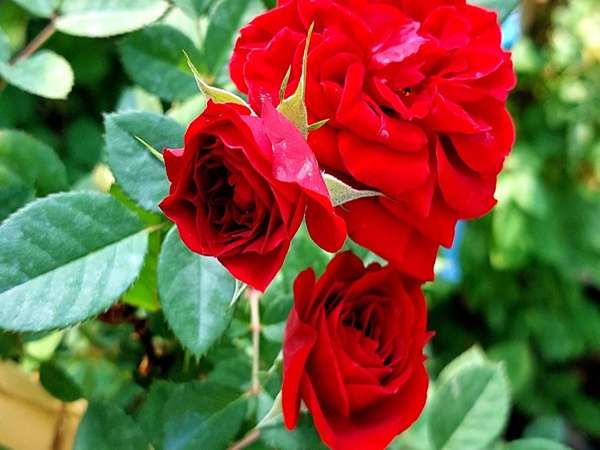 تصویر 4 از قیمت گل رز ساناز با کیفیت عالی + خرید عمده