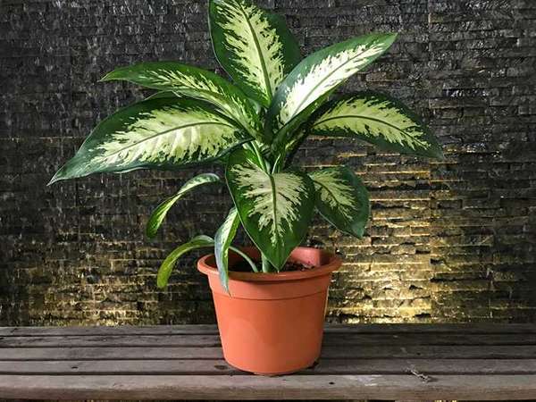 تصویر 1 از قیمت گل دیفن باخیا بزرگ با کیفیت عالی + خرید عمده