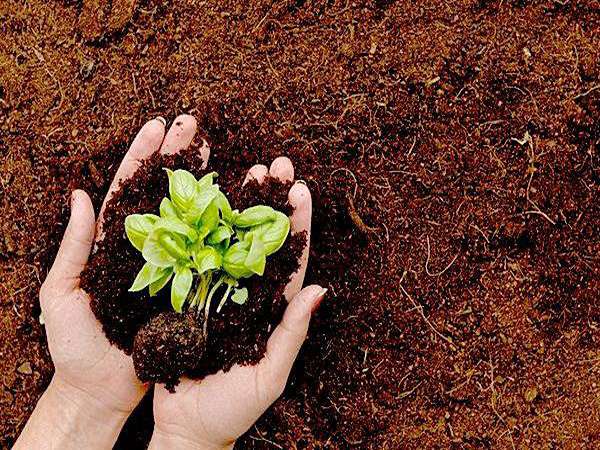تصویر 1 از فروش خاک برگ فله ای + قیمت مناسب