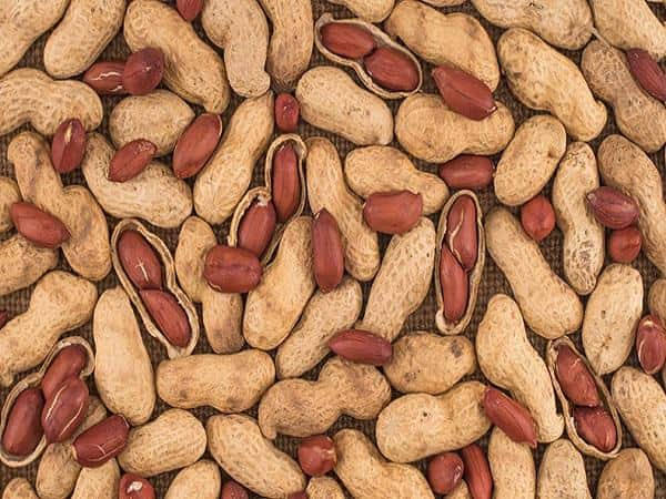 تصویر 1 از قیمت خرید بادام زمینی زعفرانی + فروش ویژه