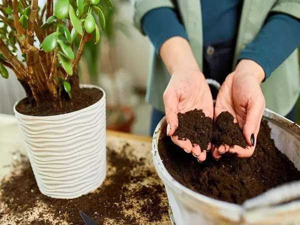 تصویر 5 از قیمت خرید خاک برگ کیسه ای با فروش ویژه