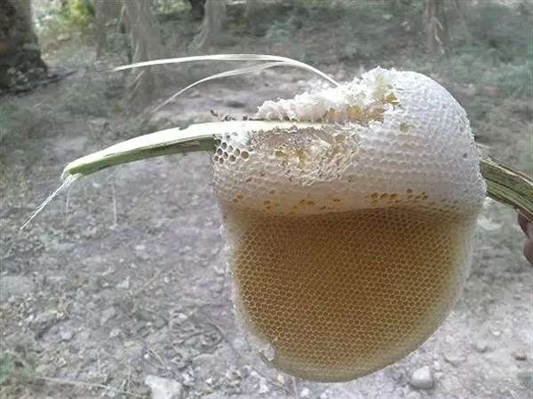 تصویر 1 از قیمت عسل وحشی کوهستان + خرید باور نکردنی