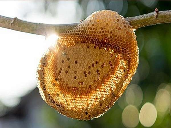 تصویر 4 از قیمت عسل وحشی کوهستان + خرید باور نکردنی