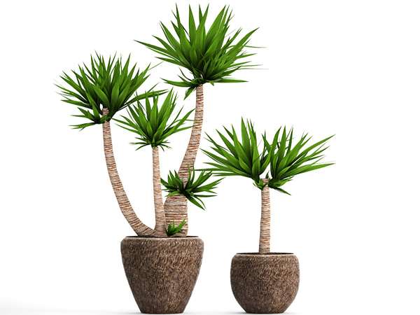 تصویر 5 از فروش گل یوکا تنه دار + قیمت مناسب
