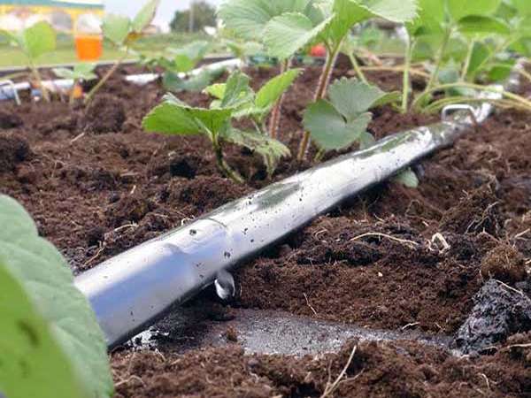 تصویر 4 از قیمت خرید نوار آبیاری قطره ای اصفهان با فروش عمده
