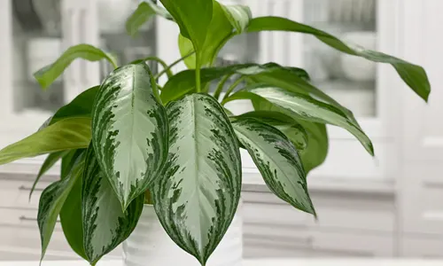 تصویر 5 از قیمت گل آگلونما سبز + خرید باور نکردنی