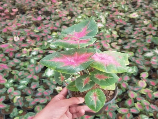تصویر 3 از خرید کالادیوم رد فلش + قیمت فروش استثنایی