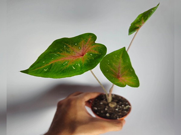 تصویر 2 از خرید کالادیوم رد فلش + قیمت فروش استثنایی