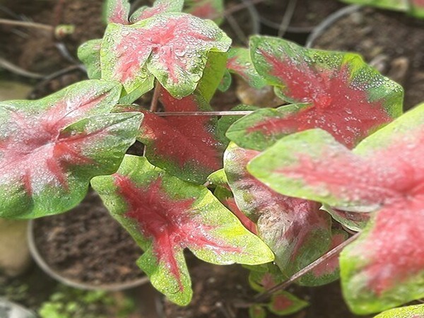 تصویر 5 از خرید کالادیوم رد فلش + قیمت فروش استثنایی