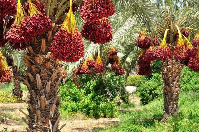 تصویر 5 از قیمت خرید خرما مضافتی خوشه ای عمده به صرفه و ارزان
