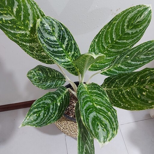 تصویر 2 از خرید آگلونما گرین سان + قیمت فروش استثنایی