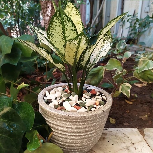 تصویر 4 از خرید آگلونما گرین سان + قیمت فروش استثنایی