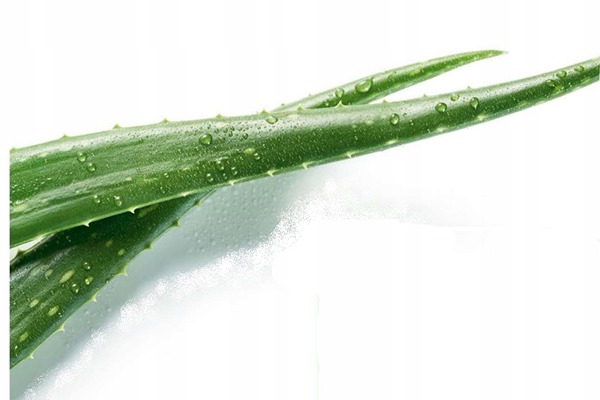 تصویر 4 از قیمت خرید ژل آلوئه ورا شاخه ای با فروش عمده