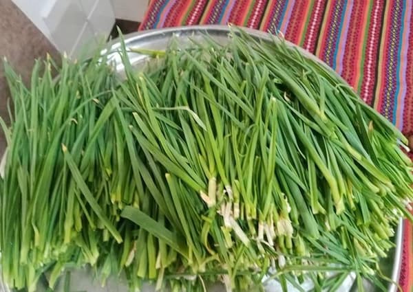 تصویر 5 از فروش بوته ی سیر تازه + قیمت خرید به صرفه