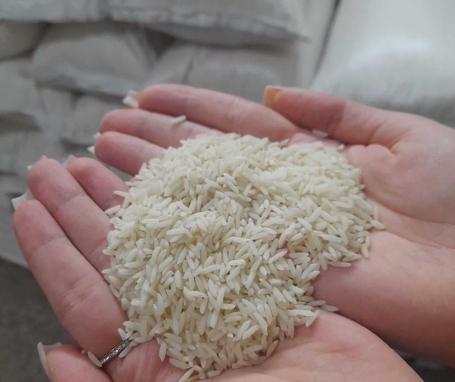 تصویر 5 از فروش برنج دم سیاه استخوانی فریدونکنار + قیمت خرید به صرفه