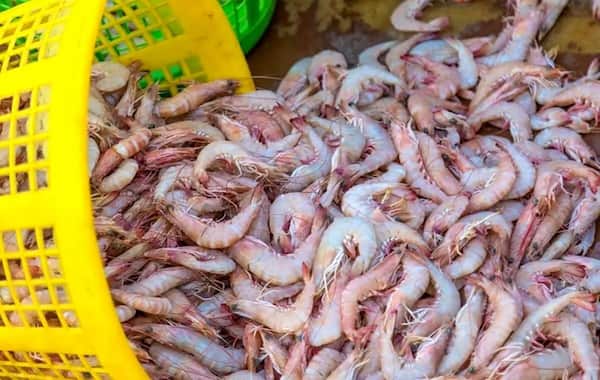 تصویر 1 از قیمت خرید میگو صادراتی بوشهر با فروش عمده