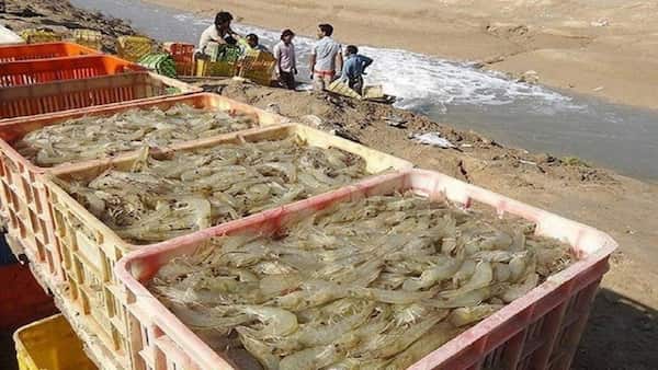 تصویر 5 از خرید میگو بزرگ بسته بندی شده + قیمت فروش استثنایی