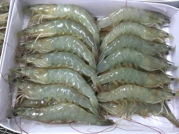 تصویر 1 از خرید میگو بزرگ بسته بندی شده + قیمت فروش استثنایی